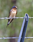 Barn Swallow